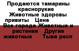 Продаются тамарины краснорукие . Животные здоровы привиты › Цена ­ 85 000 - Все города Животные и растения » Другие животные   . Тыва респ.